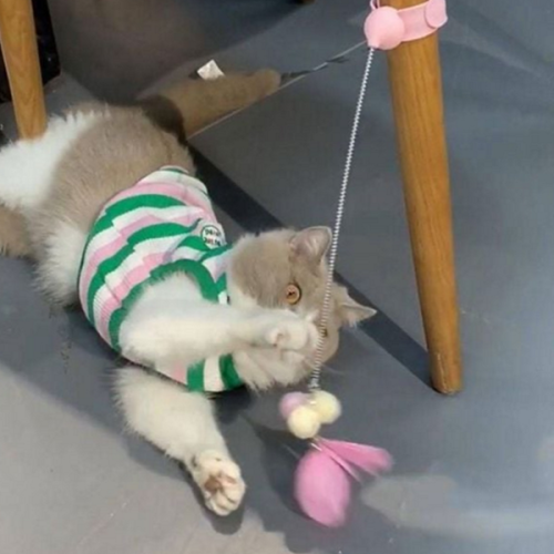 반려동물 고양이 낚싯대 반려묘 고양이 깃털 장난감 고양이용