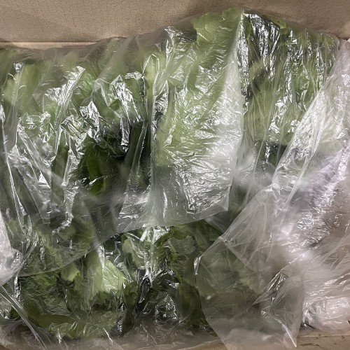 국내산 생 머위잎 산나물 신선 머위 제철 봄나물 산지직송 1kg