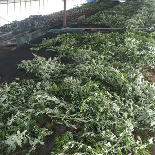 친환경 삶은쑥 1kg 말린쑥 200g 부여 봄나물