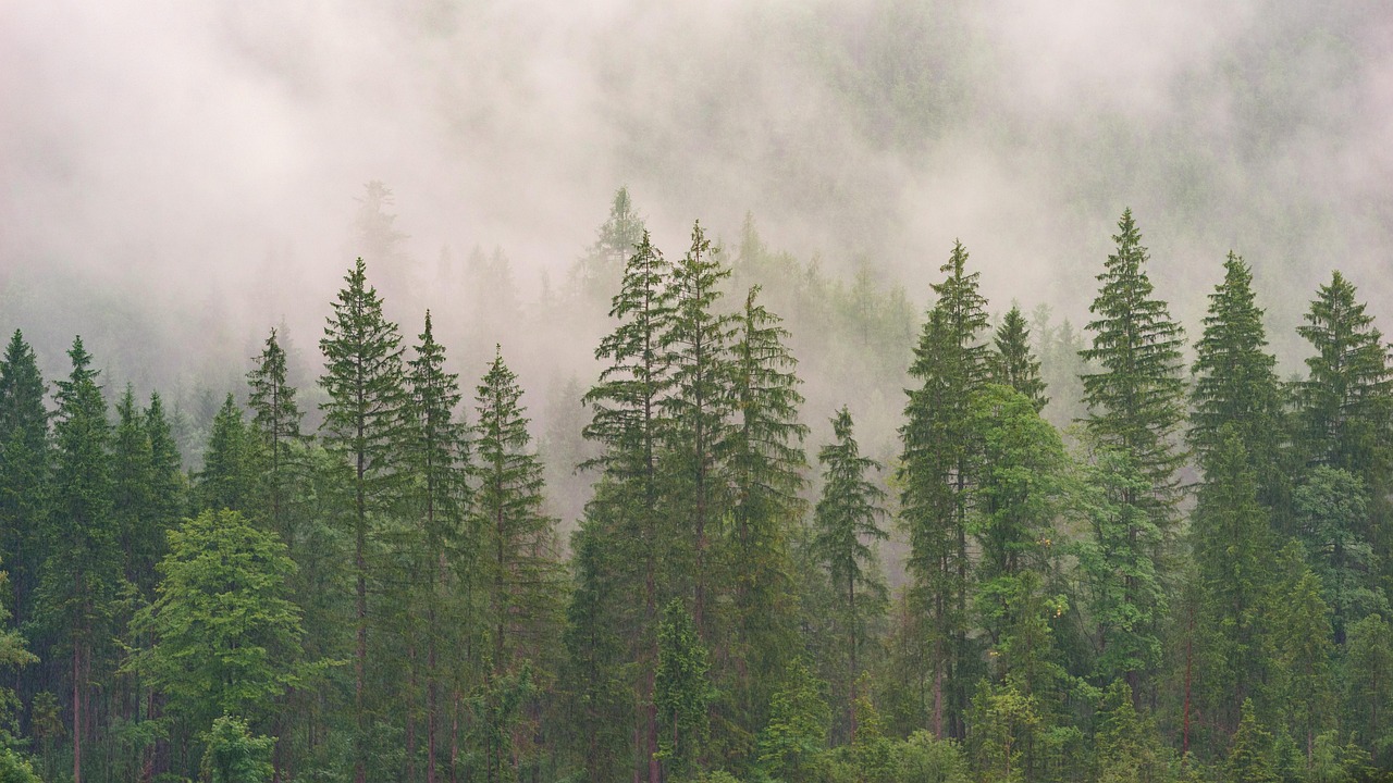 forest landscape