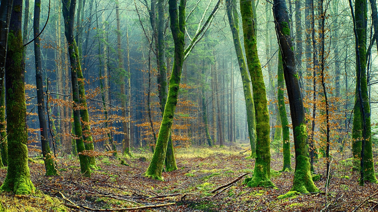 green nature environment