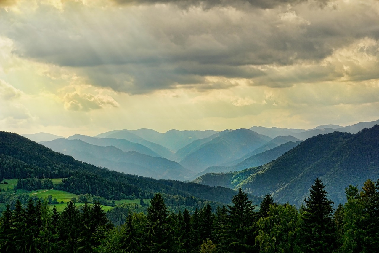 forest landscape hill