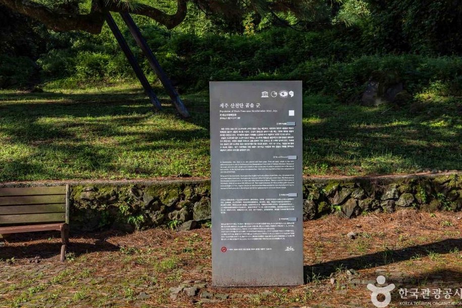 제주 산천단곰솔, 오백 년의 시간을 품은 초록빛 침묵의 숲길